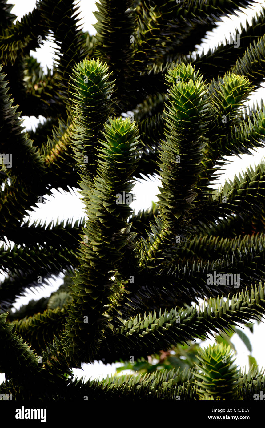 Monkeytail Baum (Araucaria Araucana) Stockfoto