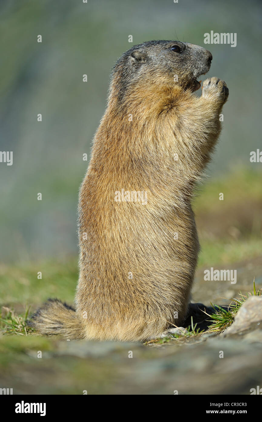 Murmeltier (Marmota marmota), Nationalpark Hohe Tauern, Österreich, Europa Stockfoto