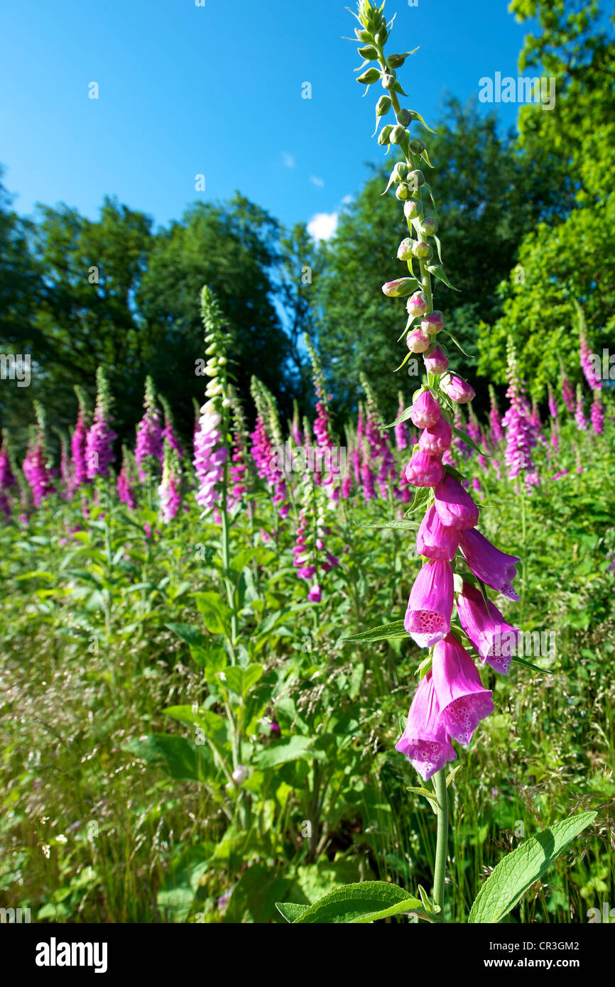 Fingerhut Digitalis Purpurea und Heide in einer wilden Wiese am Reigate Heide Surrey an einem sonnigen Junimorgen gesetzt vor blauem Himmel Stockfoto