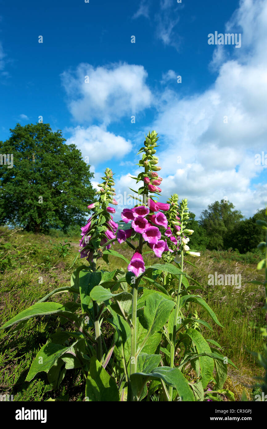 Fingerhut Digitalis Purpurea und Heide in einer wilden Wiese am Reigate Heide Surrey an einem sonnigen Junimorgen gesetzt vor blauem Himmel Stockfoto