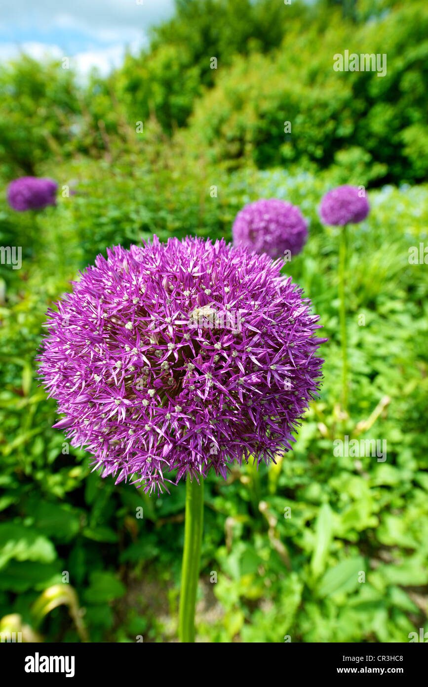 Nahaufnahme von lila Allium "Pinball Wizard" blüht im Juni Stockfoto