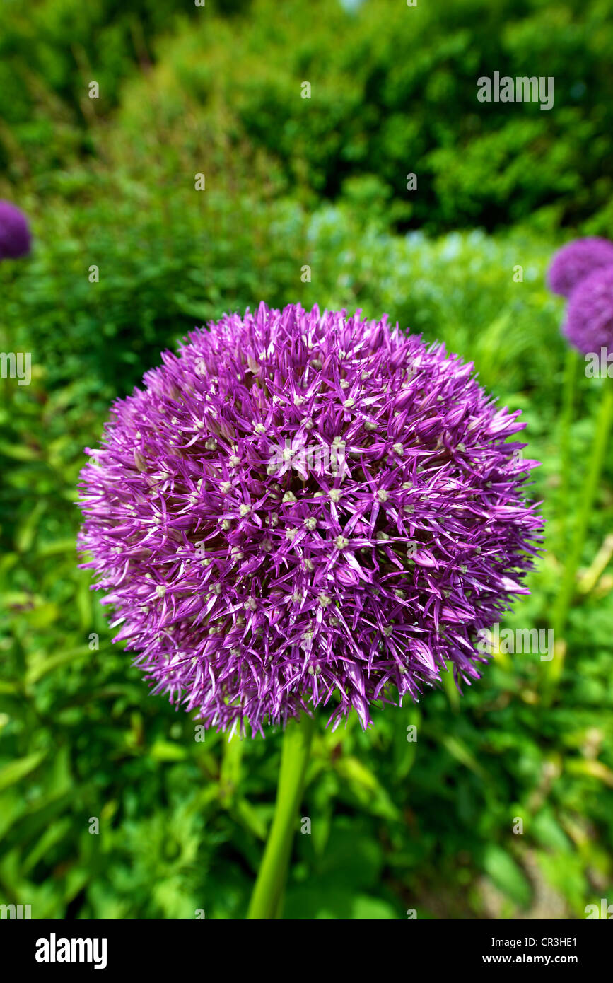 Nahaufnahme von lila Allium "Pinball Wizard" blüht im Juni Stockfoto
