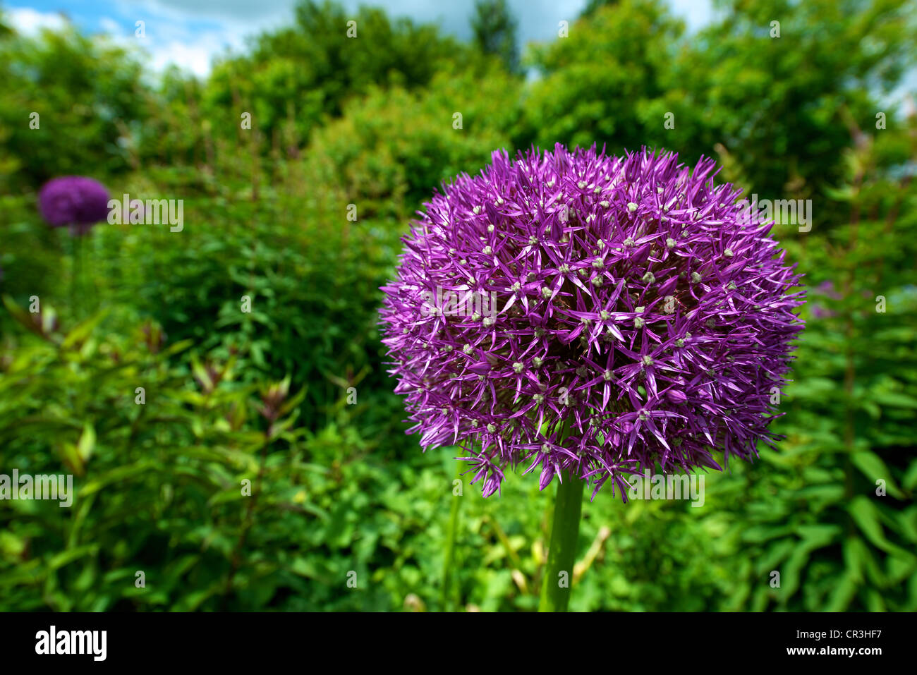 Nahaufnahme von lila Allium "Pinball Wizard" blüht im Juni Stockfoto
