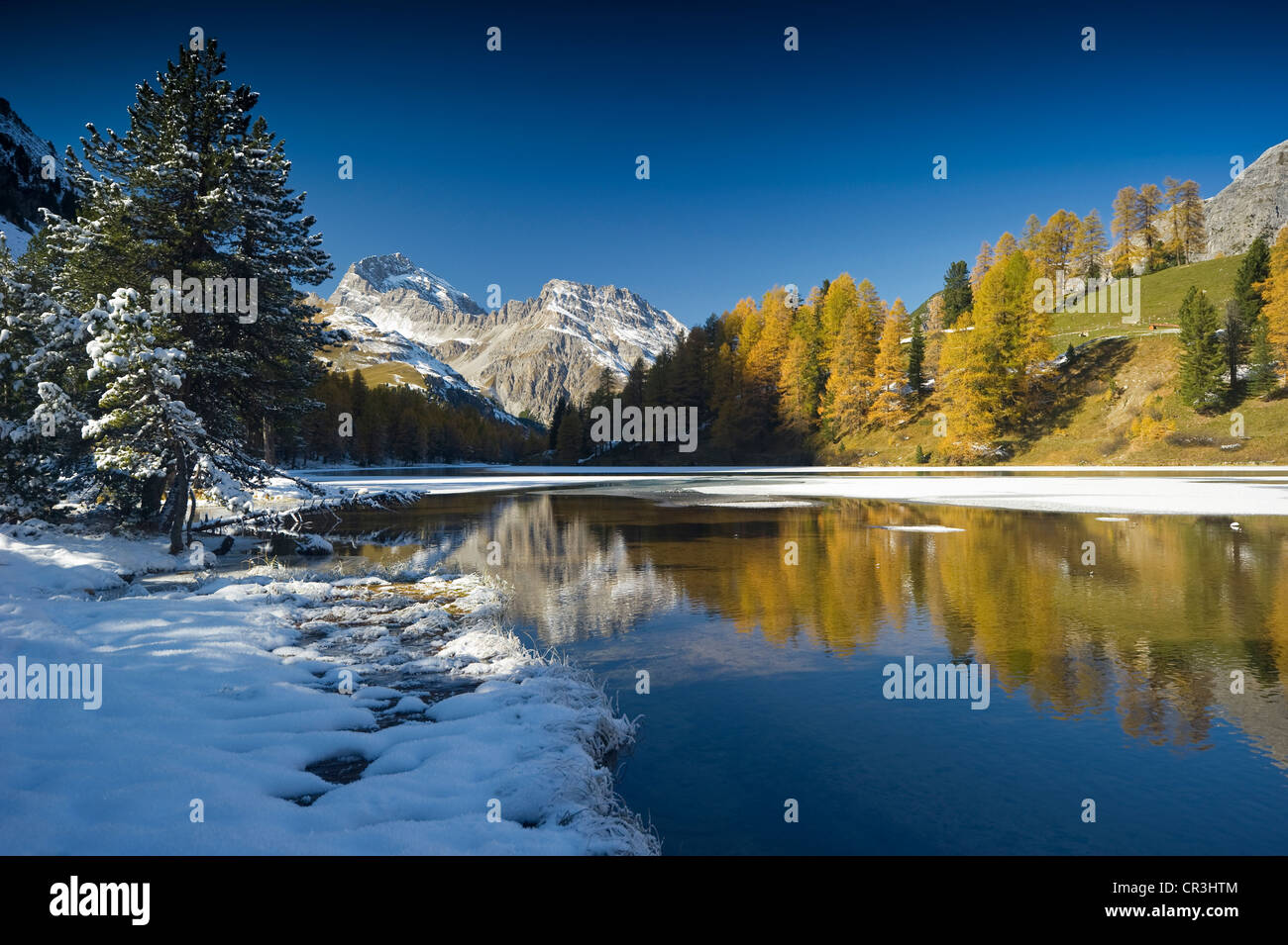 Herbstliche Lärchen auf Palpuogna-See, Schnee, Bergün entfernt, Graubünden, Schweiz, Europa Stockfoto