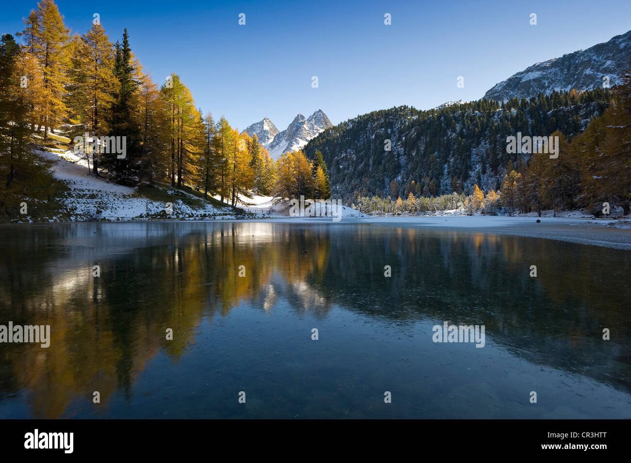 Herbstliche Lärchen auf Palpuogna-See, Schnee, Bergün entfernt, Graubünden, Schweiz, Europa Stockfoto
