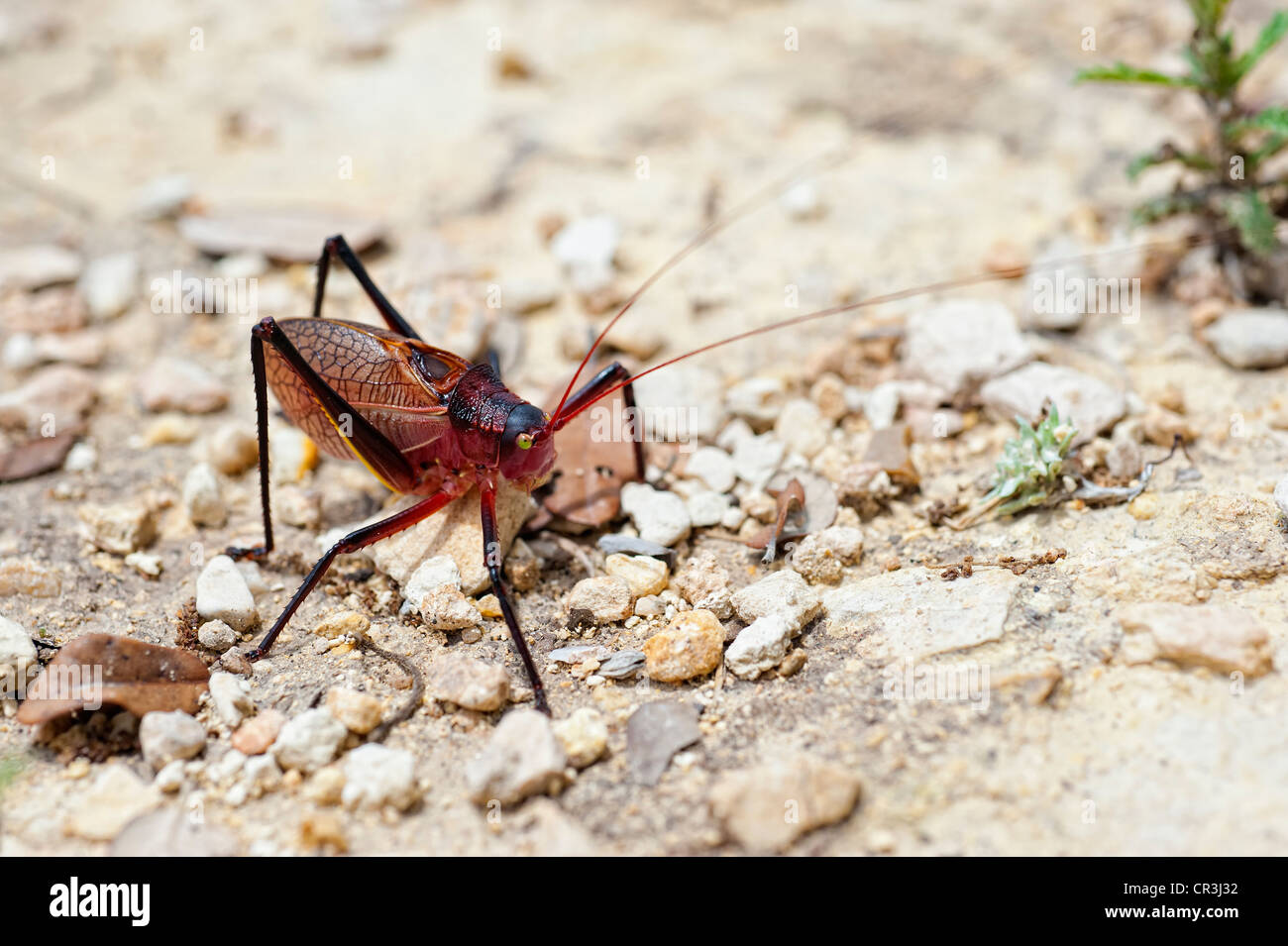 Zentral-Texas Red Leaf Grashuepfer Stockfoto