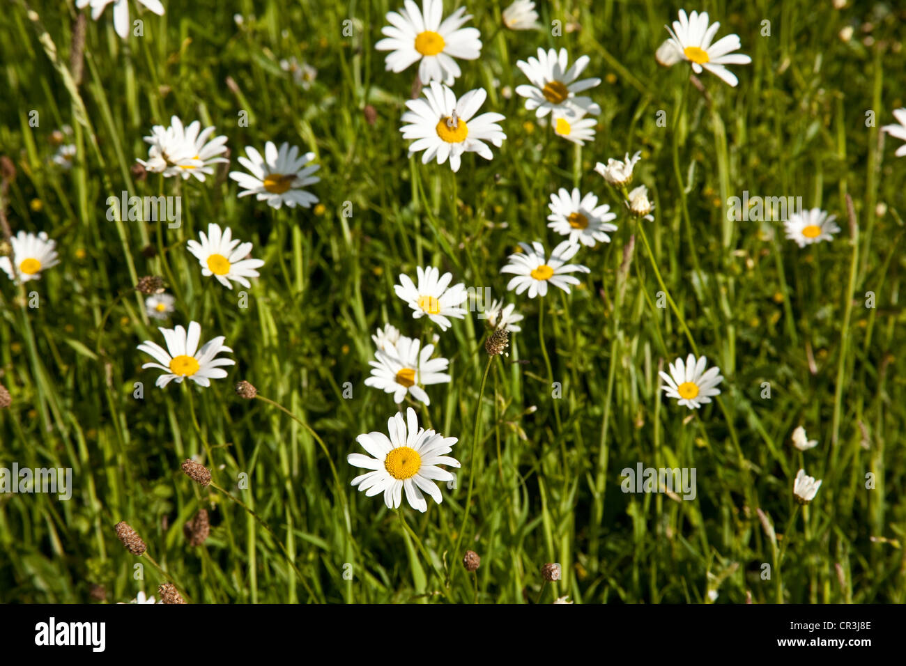 Wilde Blume Wiese, Hattingley, Hampshire, England, Vereinigtes Königreich. Stockfoto