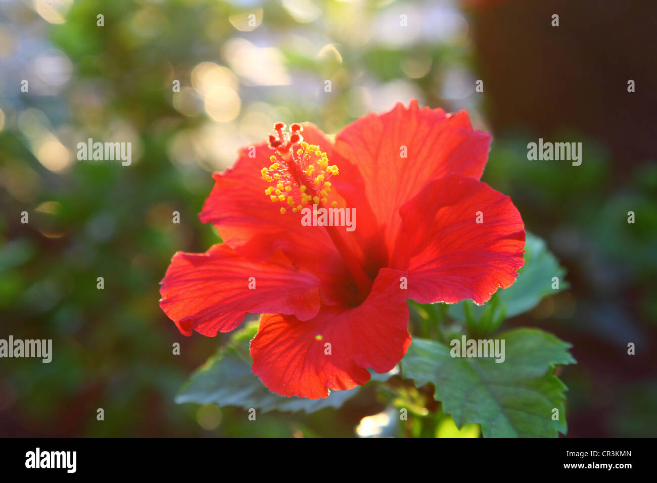 Tropischen Hibiskusblüte Stockfoto