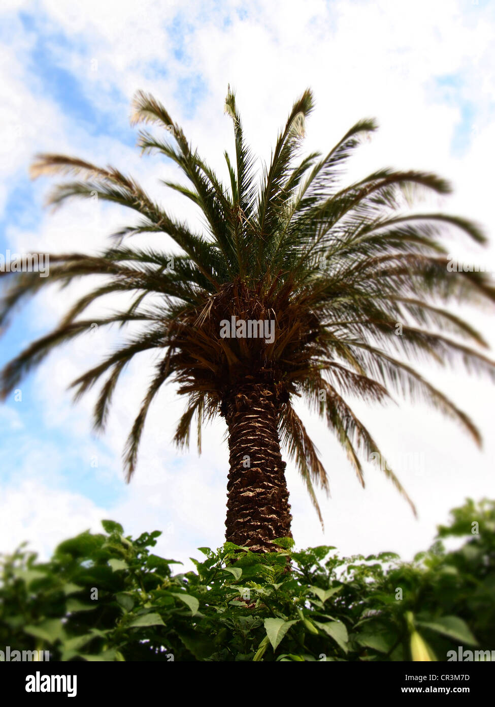Palm (Palmsonntag, Palmae), unscharf Stockfoto