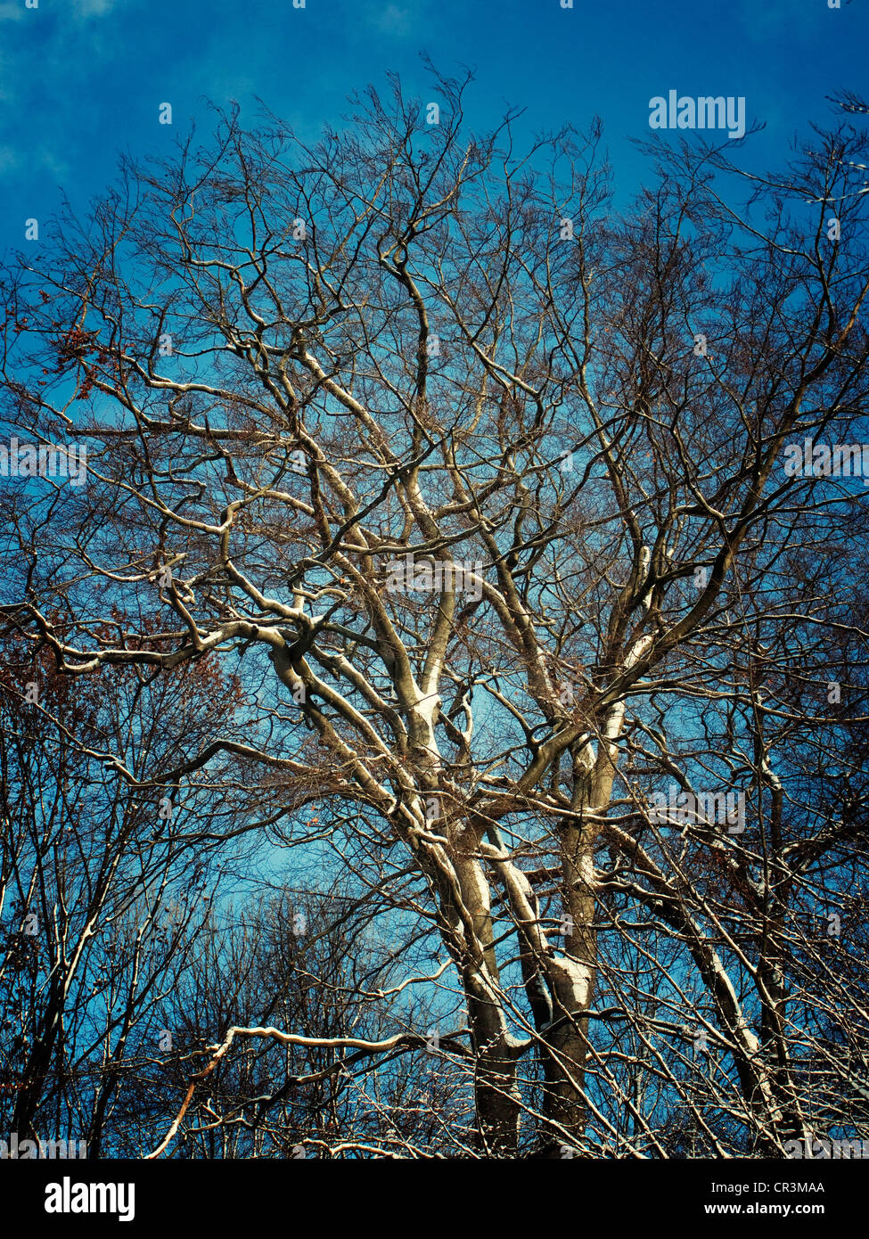 Schnee-bedeckten Baum, Gysenberg, Herne, Ruhr und Umgebung, Deutschland, Europa Stockfoto