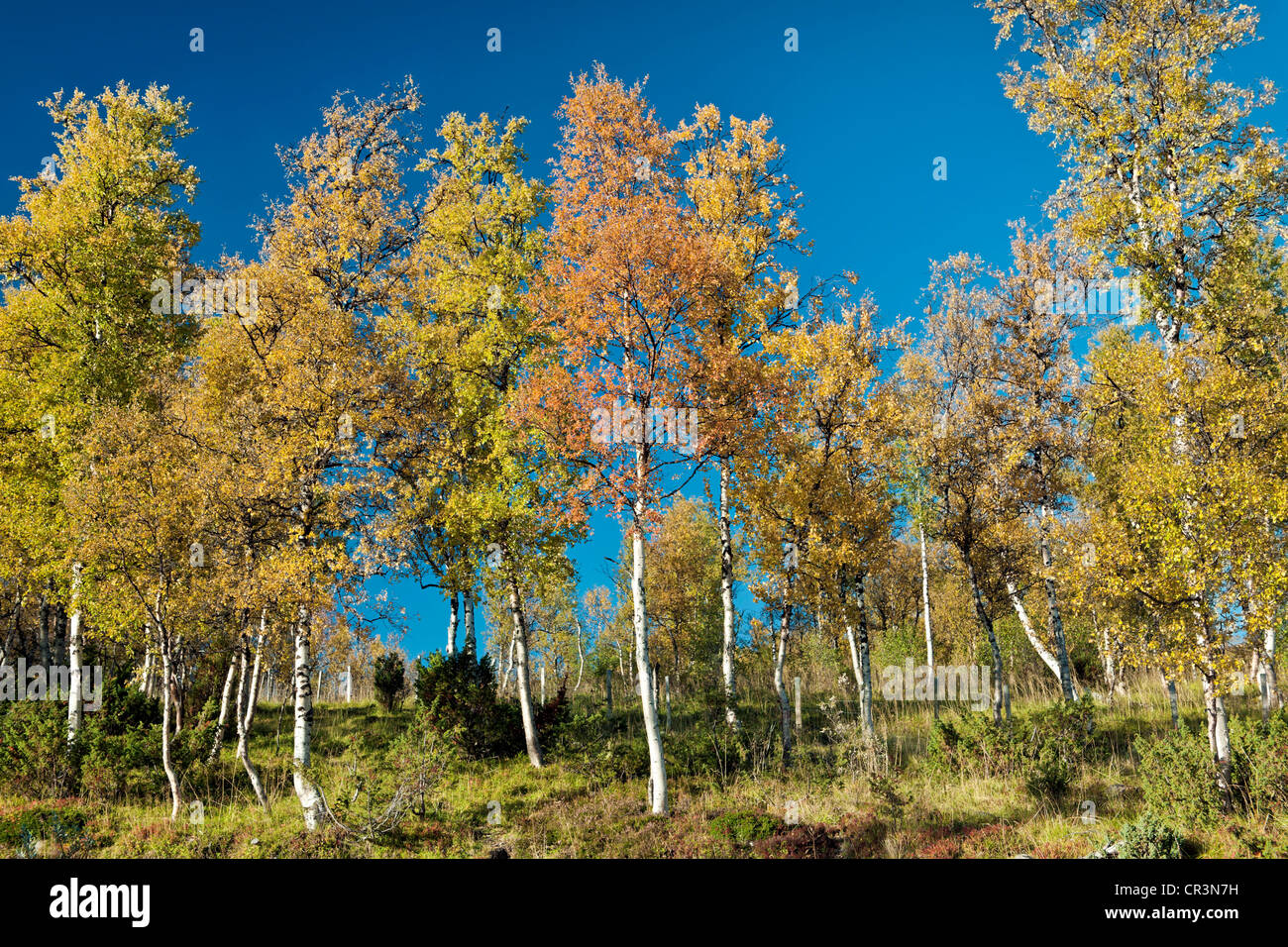 Birken Sie (Betula) in Herbstfarben, Trollheimen, Norwegen, Skandinavien, Europa Stockfoto