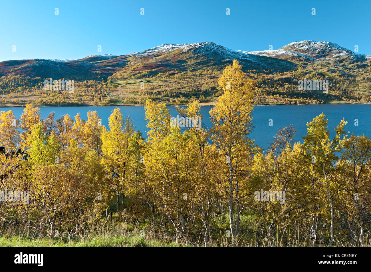 Birken Sie (Betula) in Herbstfarben am Gjevilvatnet See, Trollheimen, Norwegen, Skandinavien, Europa Stockfoto