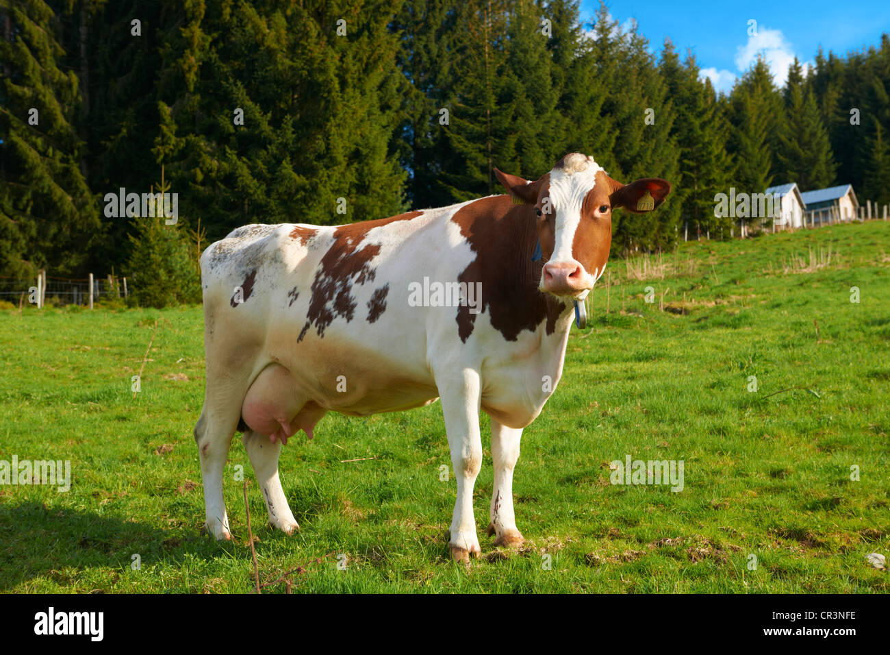 Kuh auf der Weide, Sognefjord, Norwegen, Europa Stockfoto