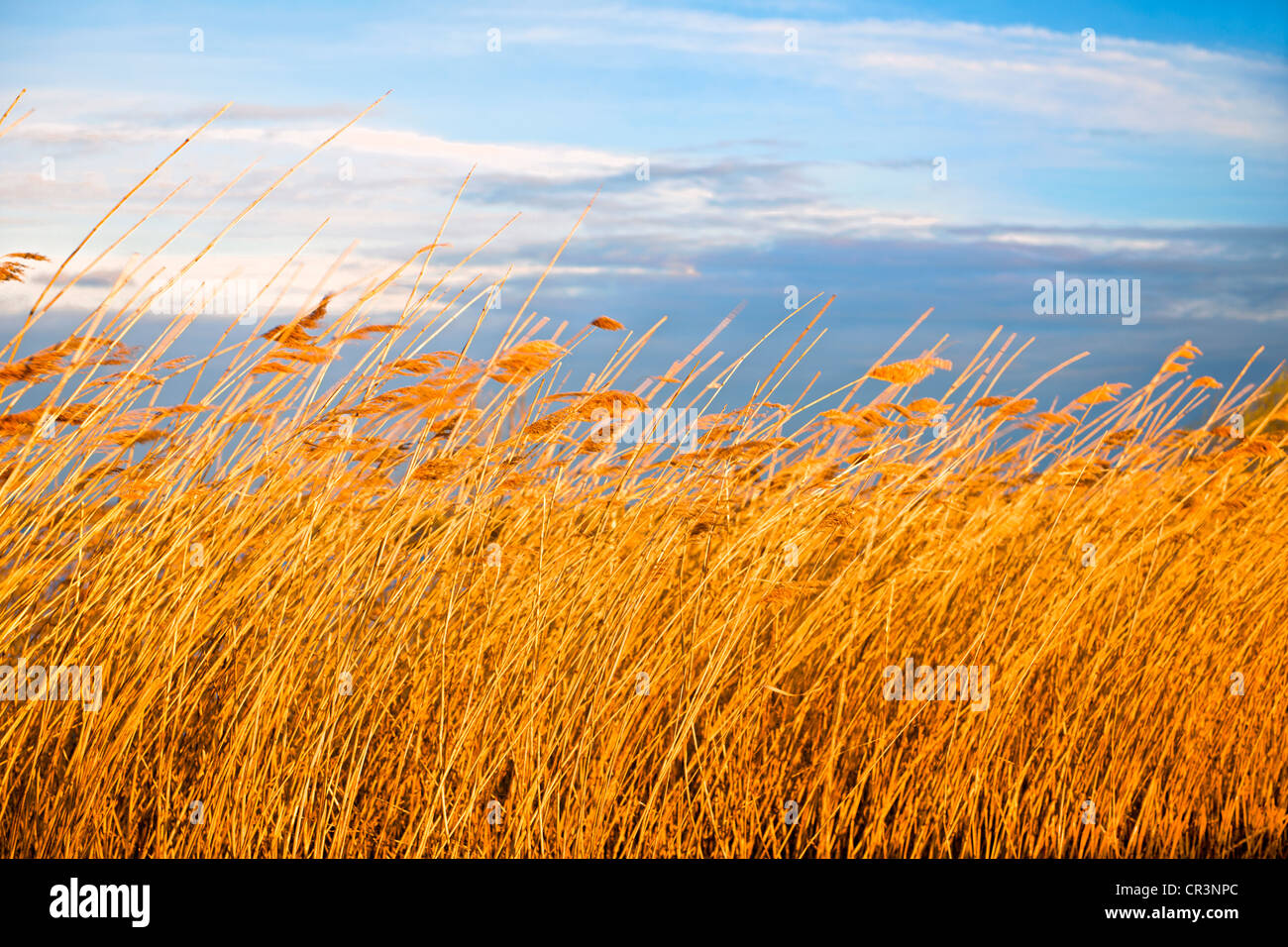 Reed, Abend Atmosphäre, Hornborgasjoen, Hornborgasee, Schweden, Europa Stockfoto