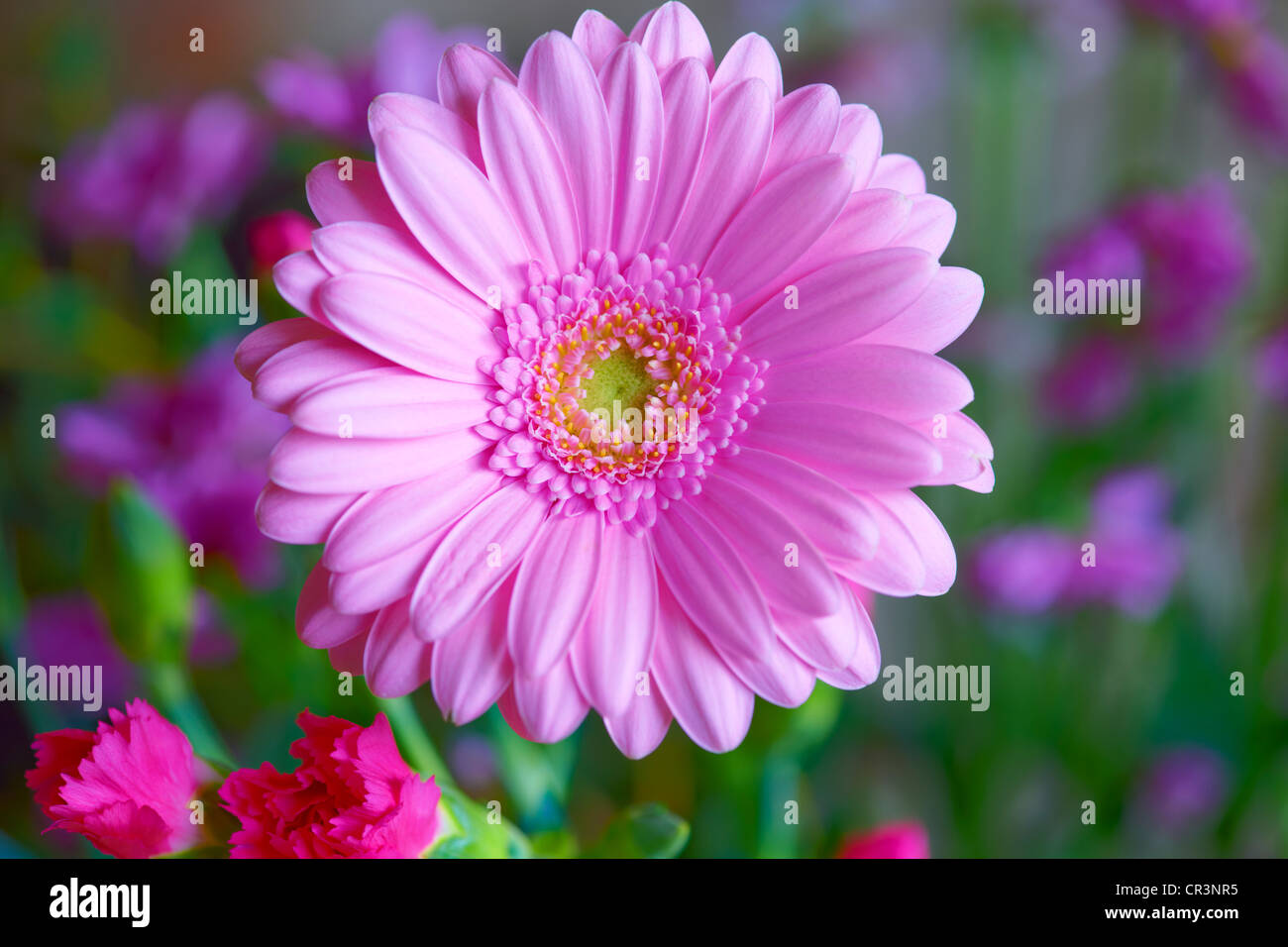 Rosa Gänseblümchen (Gerbera) Stockfoto