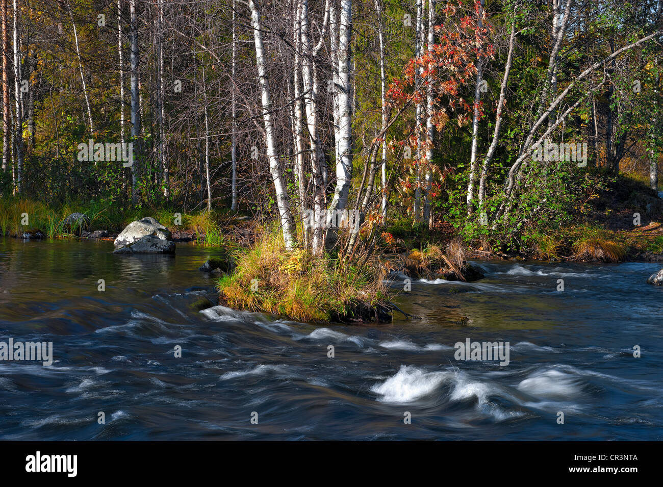 Birken Sie (Betula) in Herbstfarben entlang Juumajarvi Fluss, Finnland, Europa Stockfoto