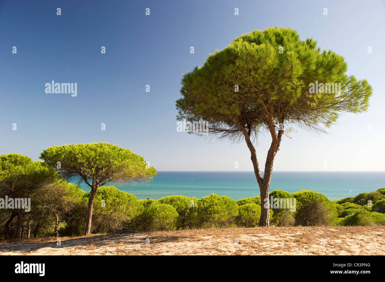 Landschaft in der Nähe von Barbate, Andalusien, Spanien, Europa Stockfoto