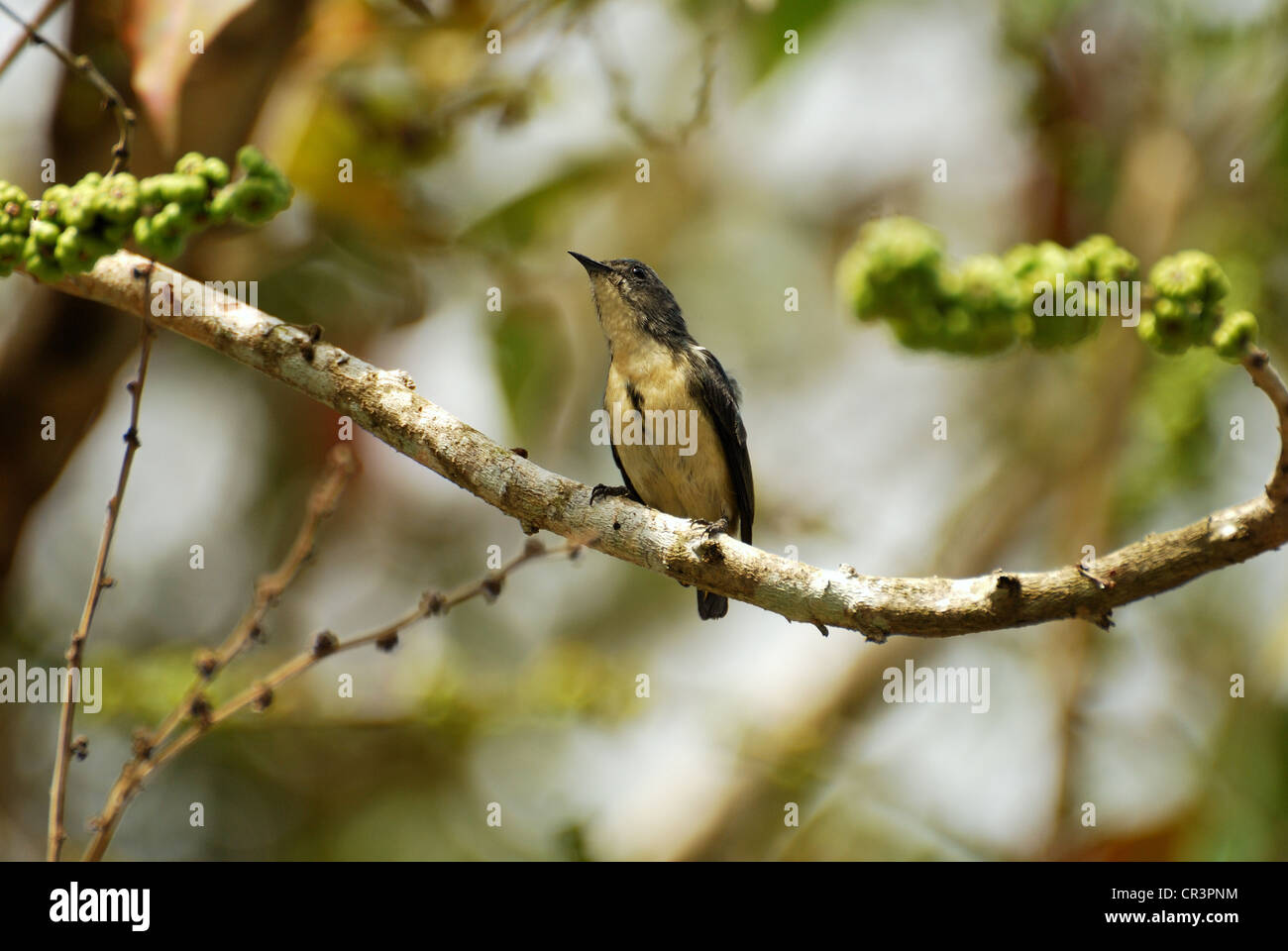 schöne männliche Buff-bellied Flowerpecker (Dicaeum Ignipectus) Stockfoto