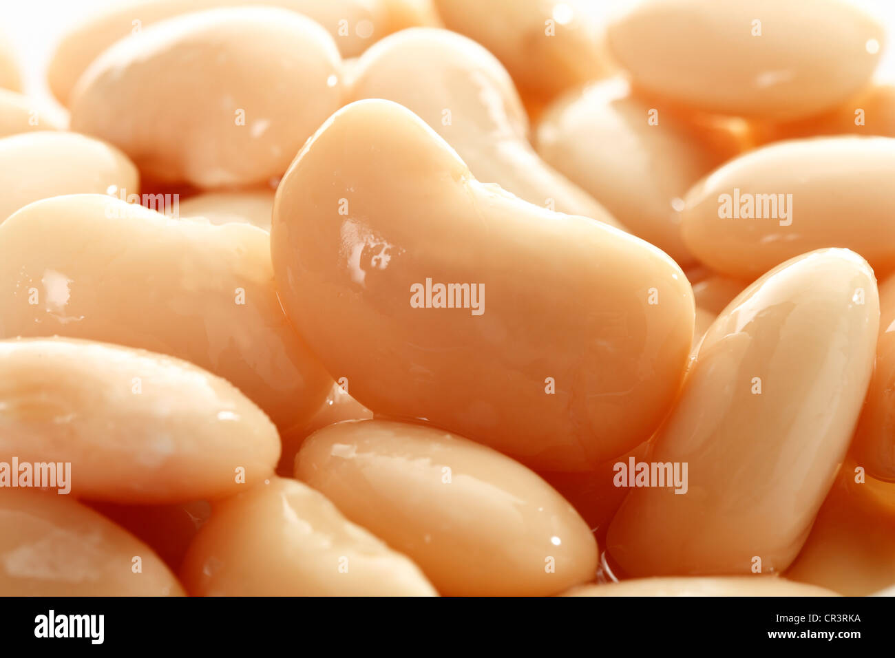 Weiße Bohnen aus der Dose, Nahaufnahme Stockfoto