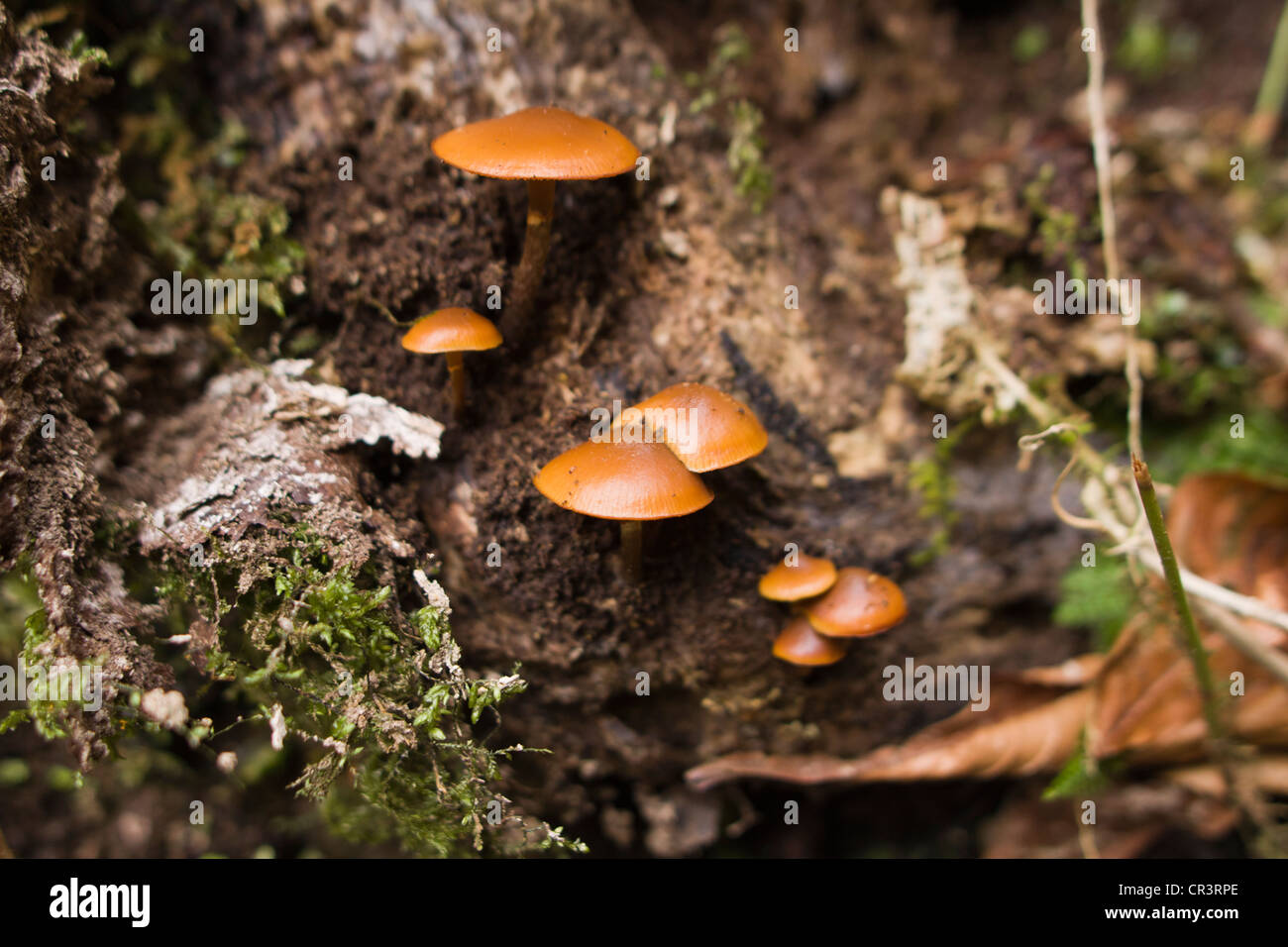 Wilde Pilze wachsen auf dem Waldboden. Stockfoto