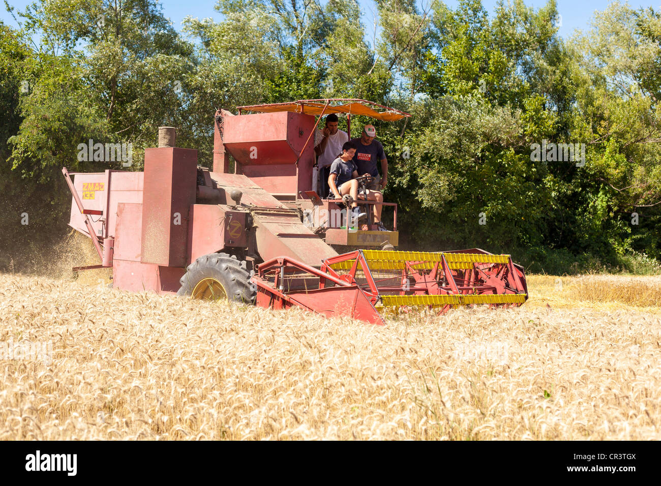 Mähdrescher in Weizen-Mais-Feld Stockfoto