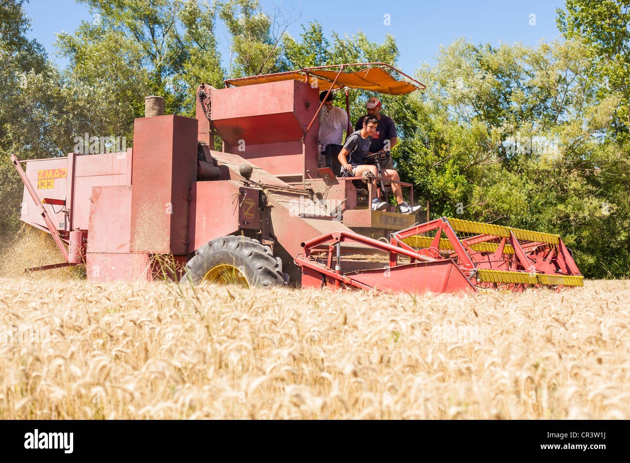 Mähdrescher in Weizen-Mais-Feld Stockfoto