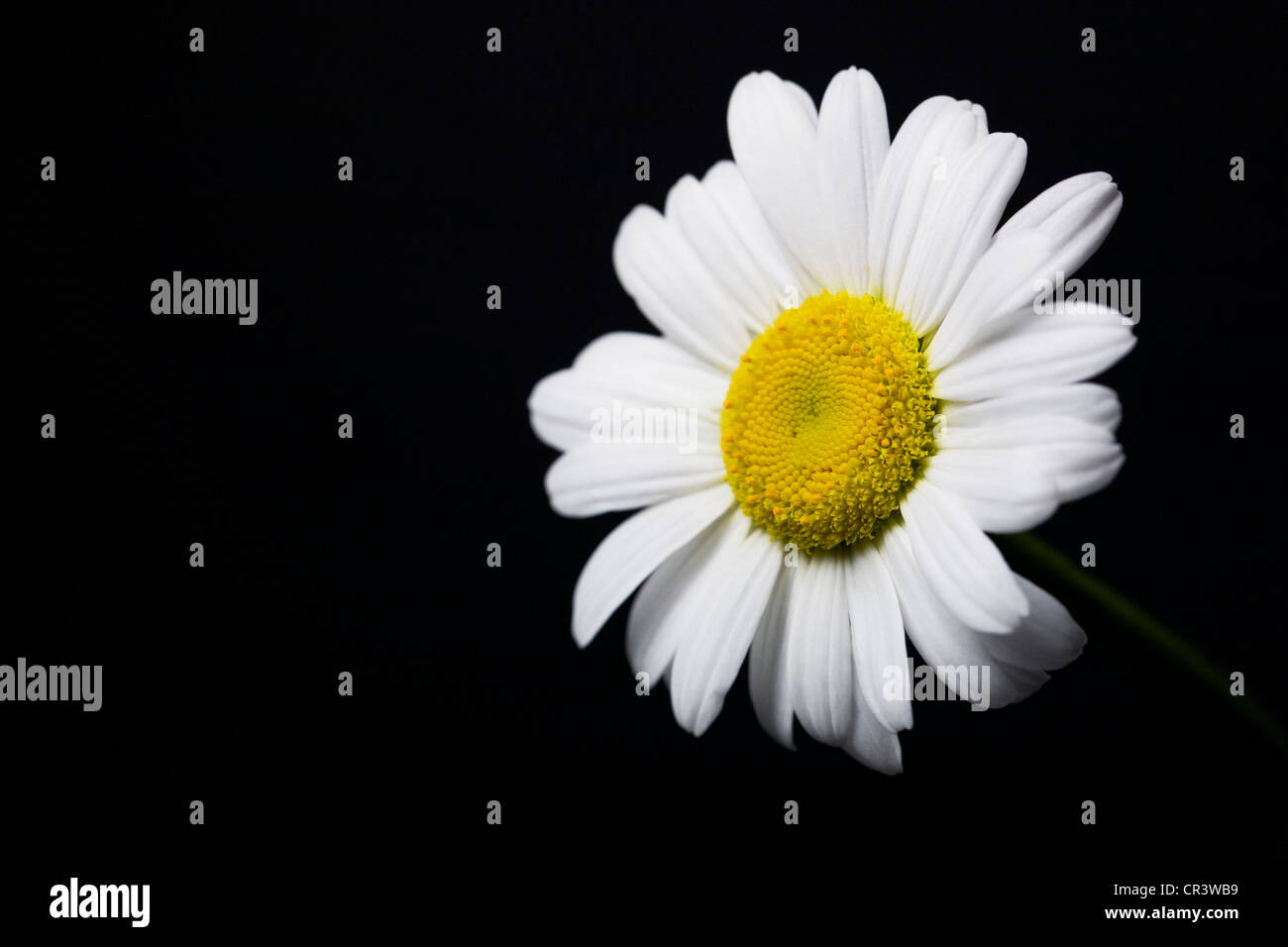 Leucanthemum Vulgare. Ox-einschlaufen Daisy Blume vor einem schwarzen Hintergrund. Stockfoto