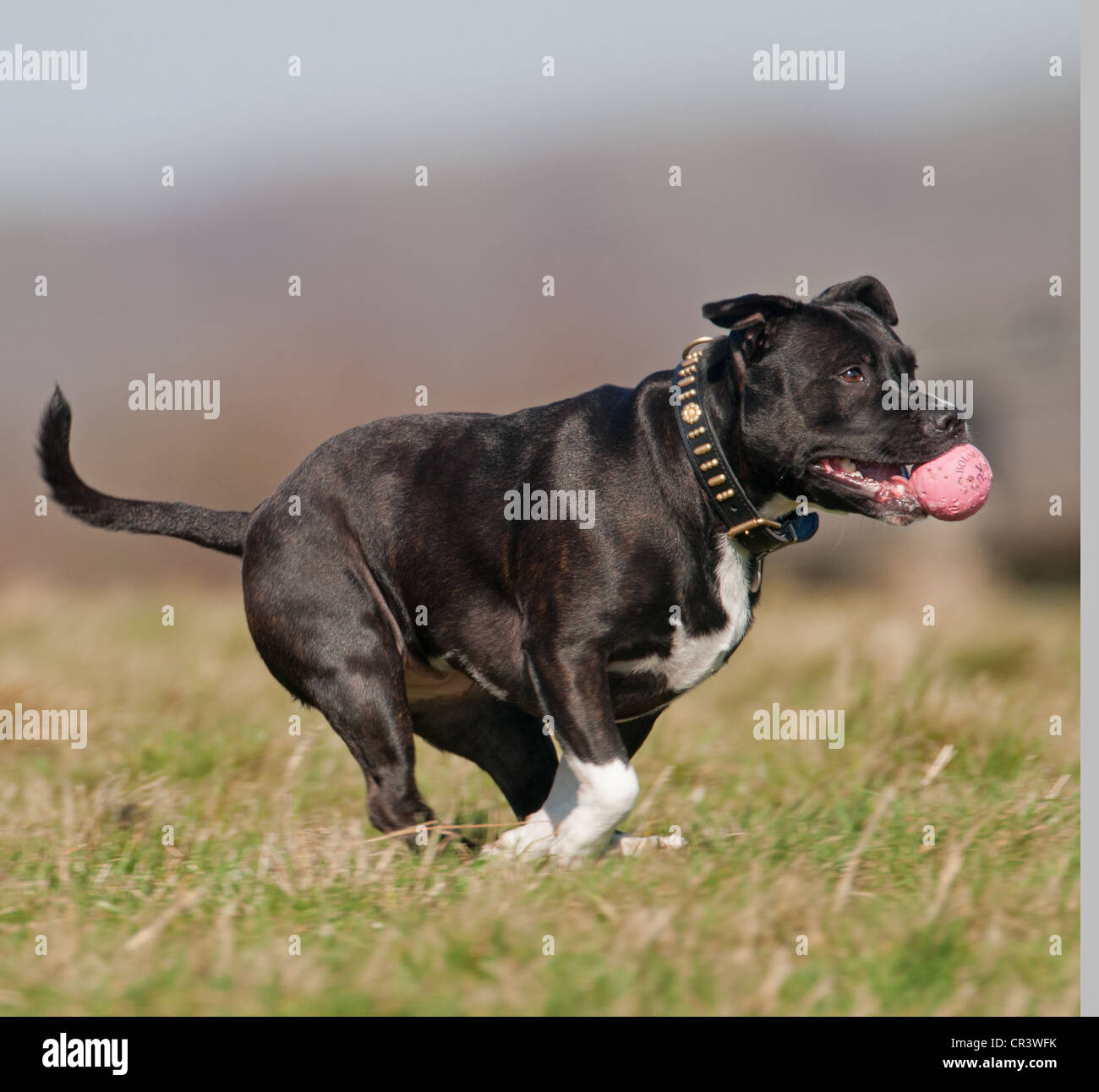 STAFFORDSHIRE BULL TERRIER HUND MIT BALL IN SEINER MOUTH.UK Stockfoto