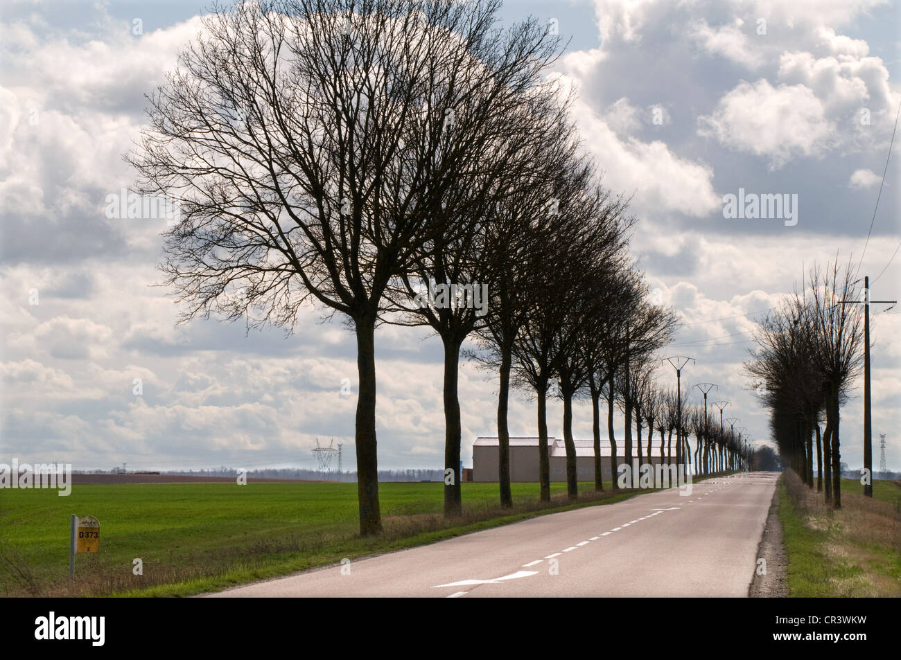 Leeren Sie offene Abteilung Landstraße D373 südlich von Queudes Burgund Frankreich mit Allee der blattlosen Bäume ohne Blätter Stockfoto