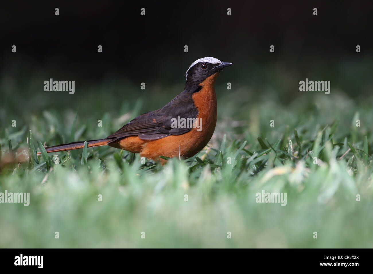 White-crowned Robin-Chat (Cossypha Albicapilla) Stockfoto