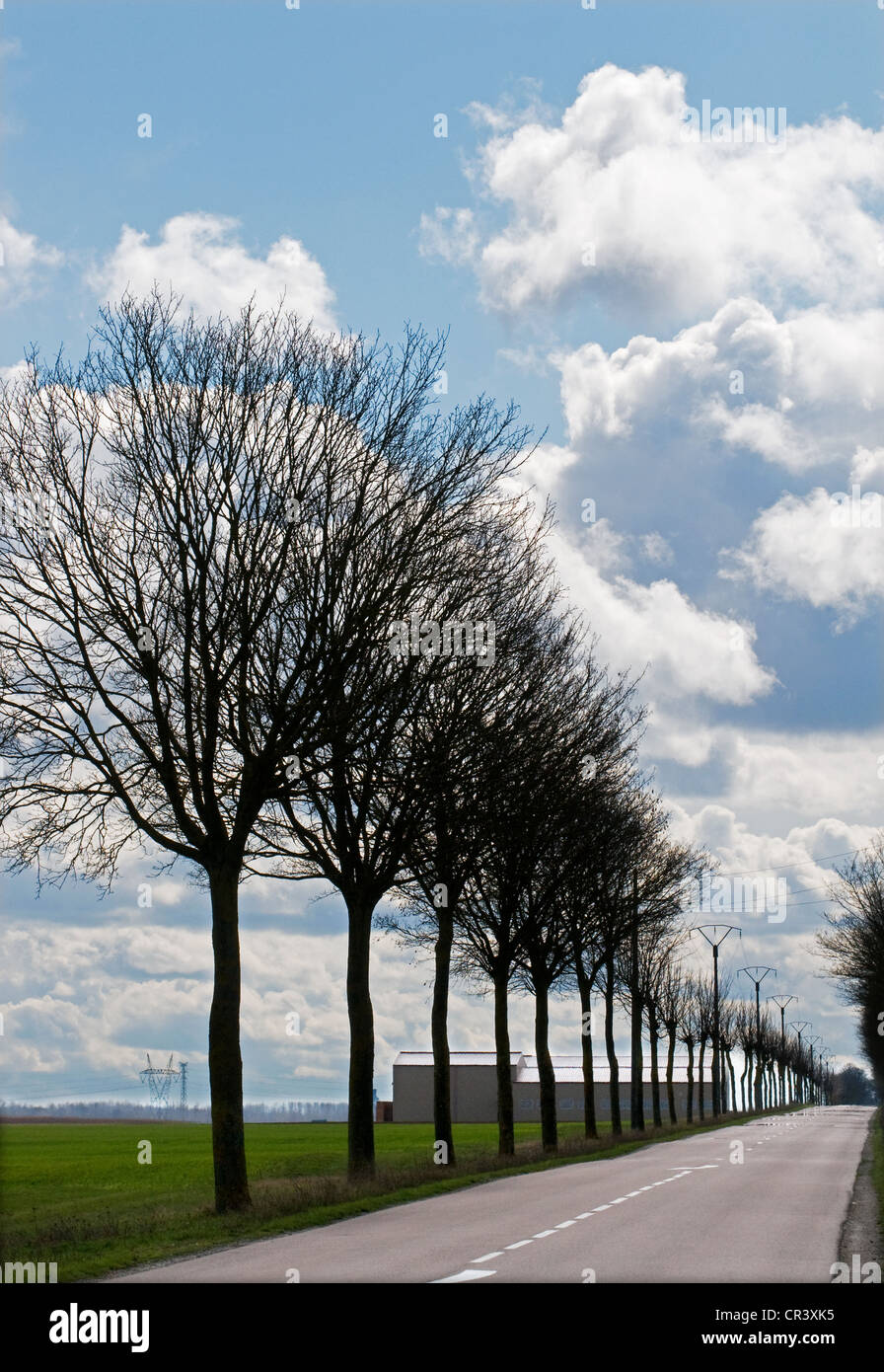 Leeren Sie offene Abteilung Landstraße D373 südlich von Queudes Burgund Frankreich mit Allee der blattlosen Bäume ohne Blätter Stockfoto