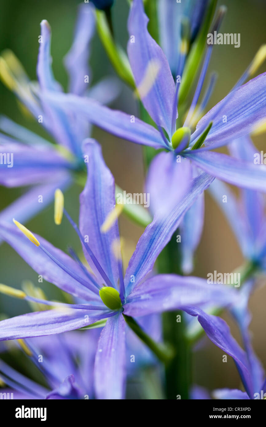 Camassia Quamash, England, Vereinigtes Königreich Stockfoto