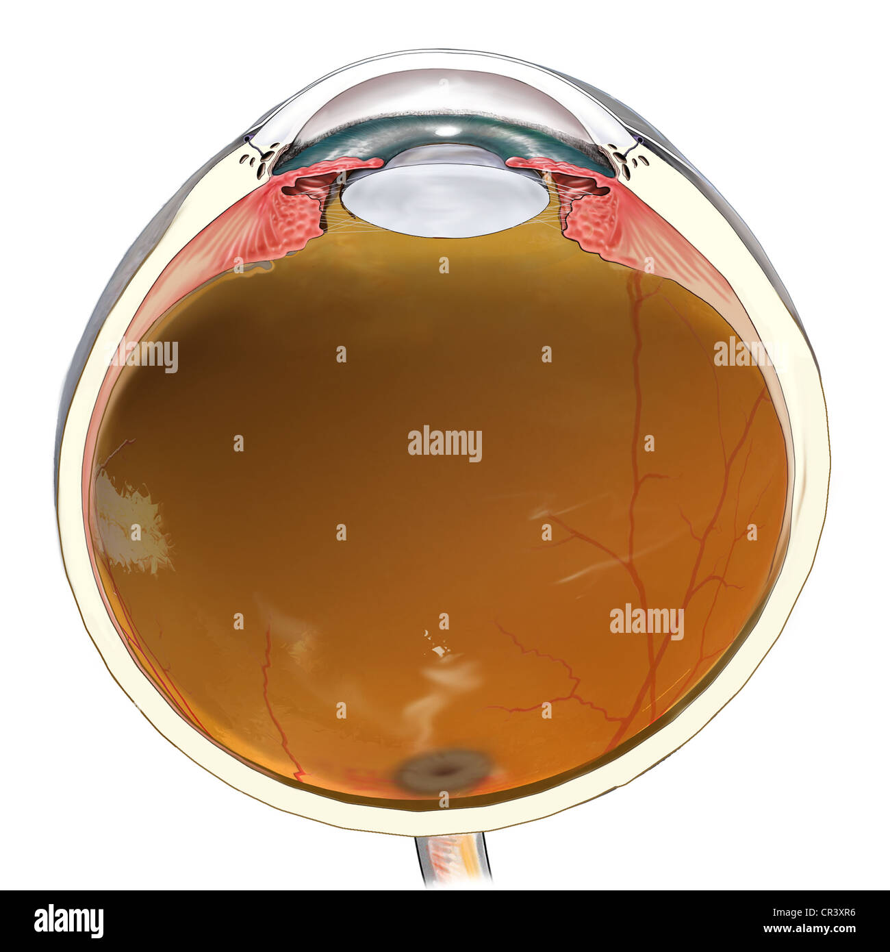 Diese medizinische Illustration bietet Cross Schnitt eines Auges: Linse, Hornhaut, Lederhaut, Glaskörper, Netzhaut, Iris. Stockfoto