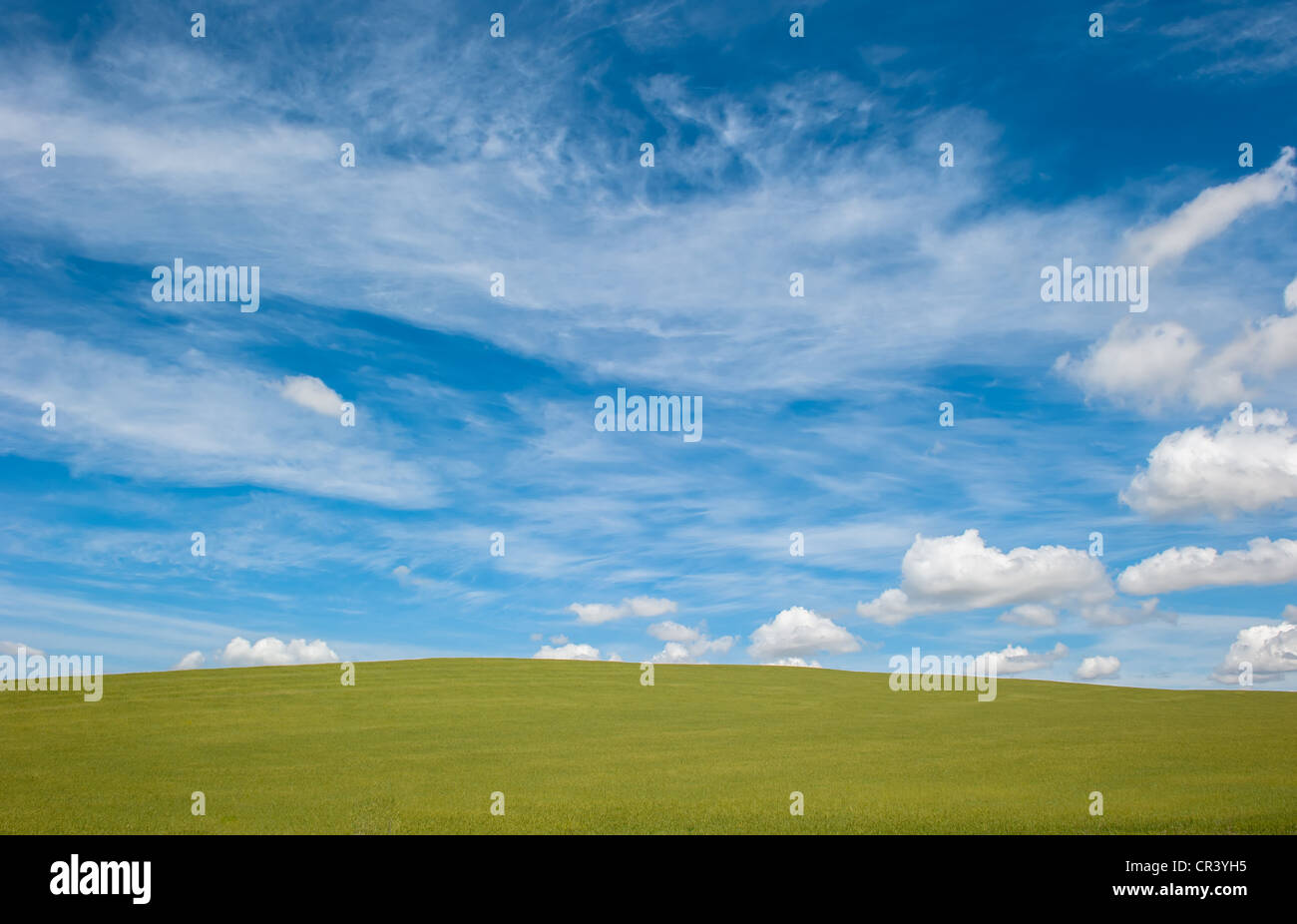 grünes Feld und blauer bewölkten Himmelshintergrund Stockfoto