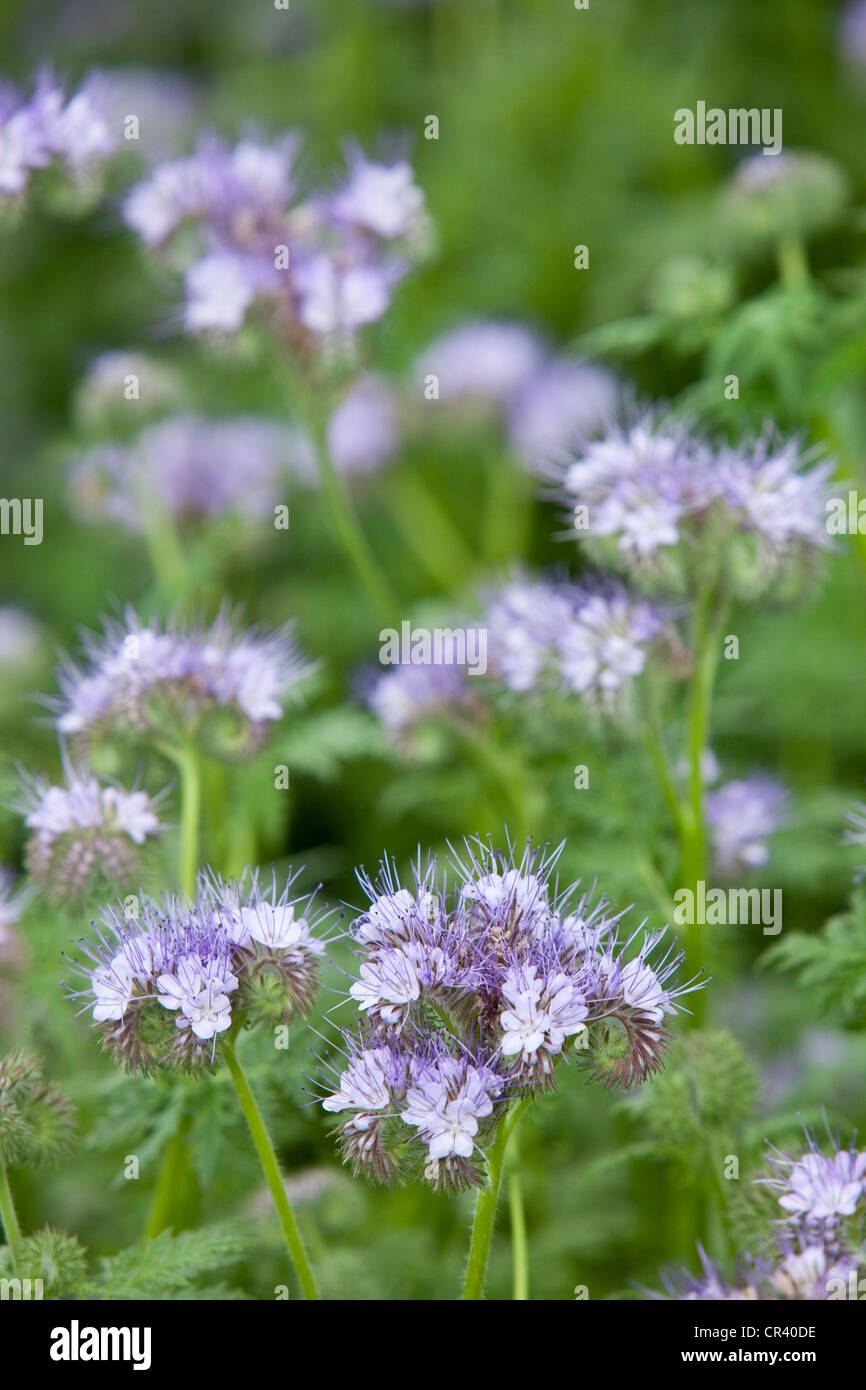 Phacelia eine Biene freundliche Anlage Stockfoto