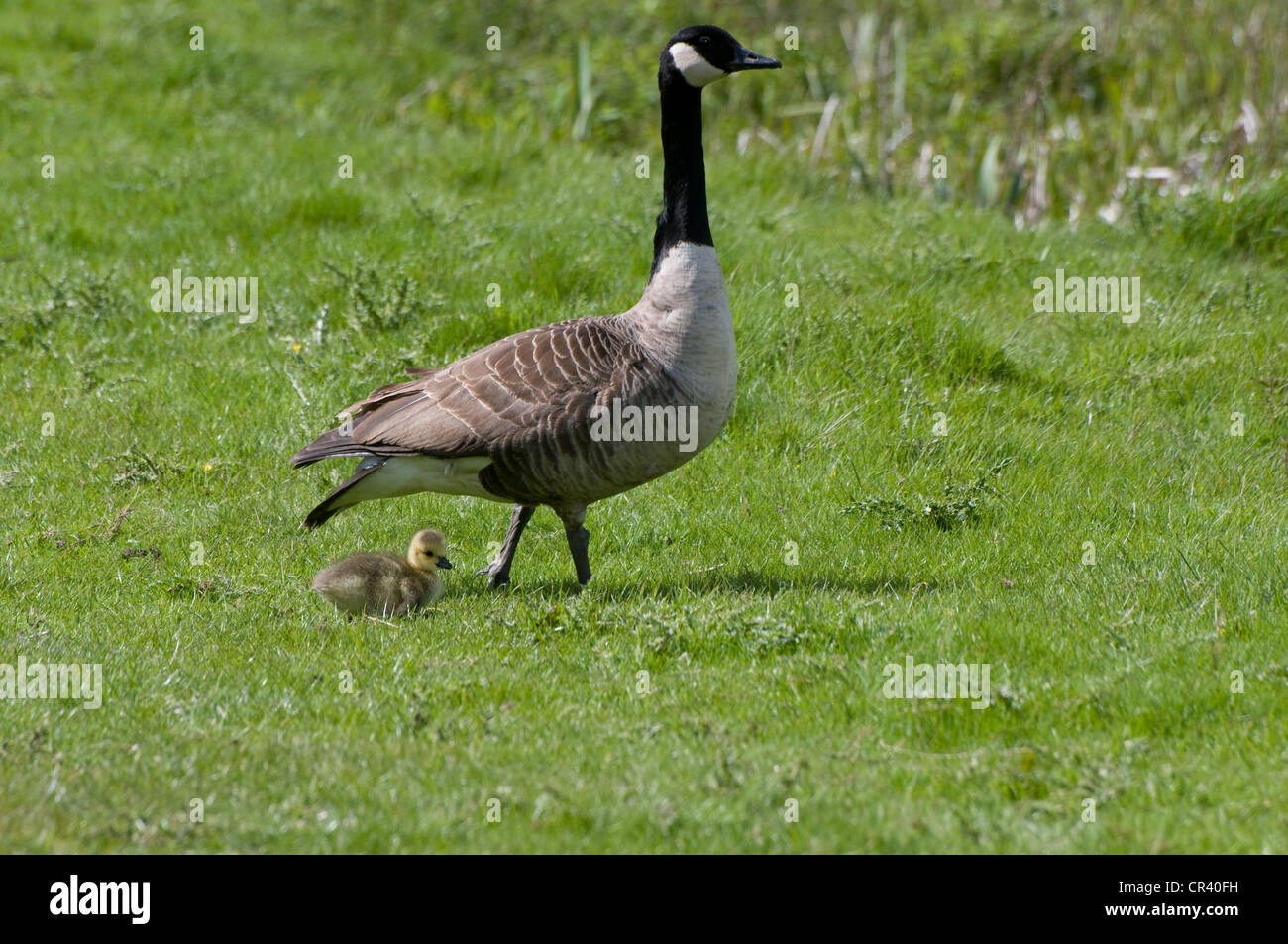 Kanadagans BRANTA CANADENSIS mit Baby Gosling auf grünen Rasen Derbyshire England United Kingdom Stockfoto