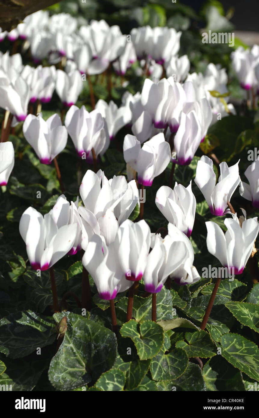 Efeu-leaved Cyclamenkultur (Cyclamen Hederifolium), weiß, im freien Stockfoto