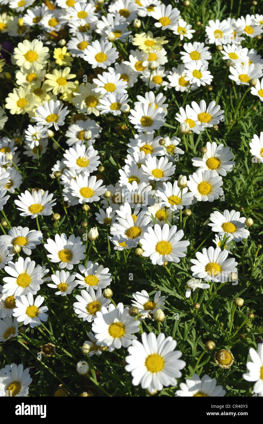 Weiße und gelbe Marguerite Daisy oder Sommer Daisy (Argyranthemum Frutescens) Stockfoto