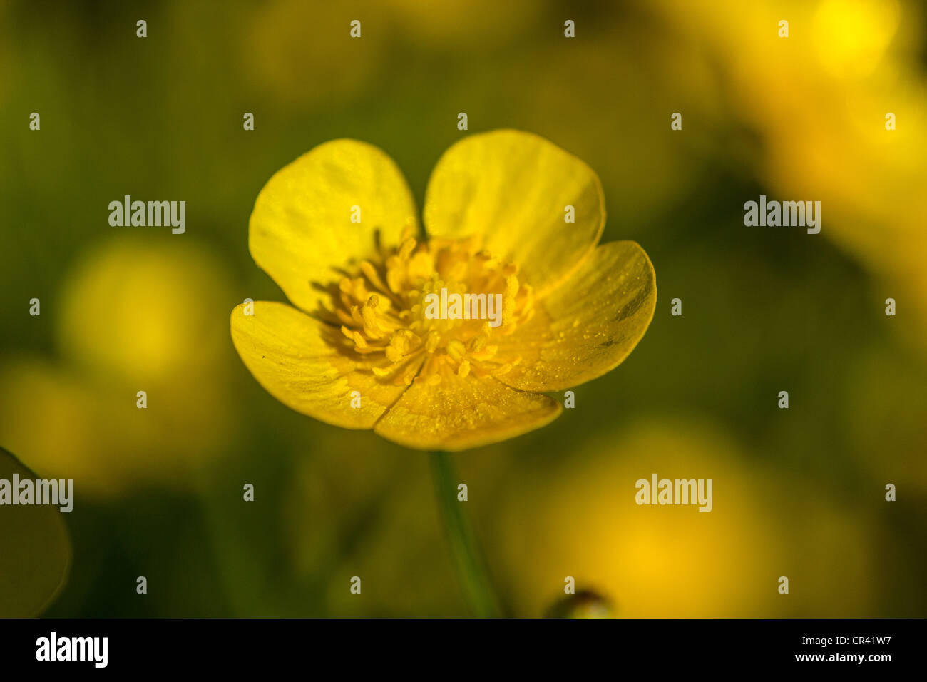 Hahnenfuß (Ranunculus) Foto auf einer Wiese in Long Valley, New Jersey, USA Stockfoto