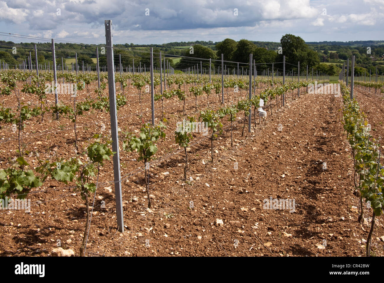 Pinot Meunier Trauben Reben, Hattingley Valley Weinberg, Hampshire, England. Stockfoto