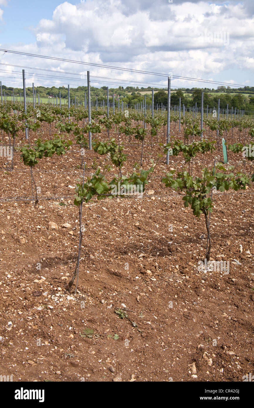 Pinot Meunier Trauben Reben, Hattingley Valley Weinberg, Hampshire, England. Stockfoto