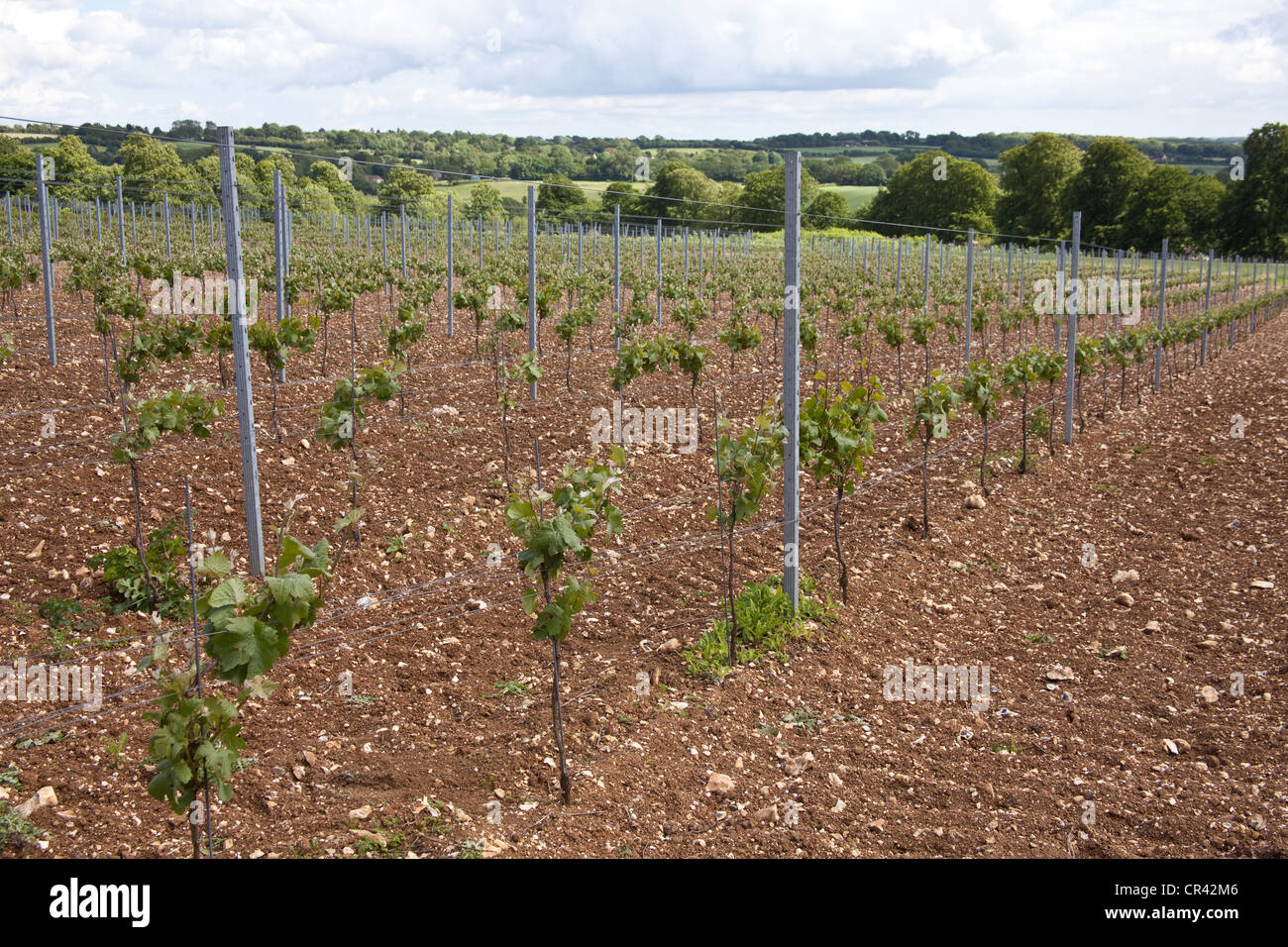 Pinot Meunier Trauben Reben, Hattingley Valley Weinberg, Hampshire, England. Stockfoto