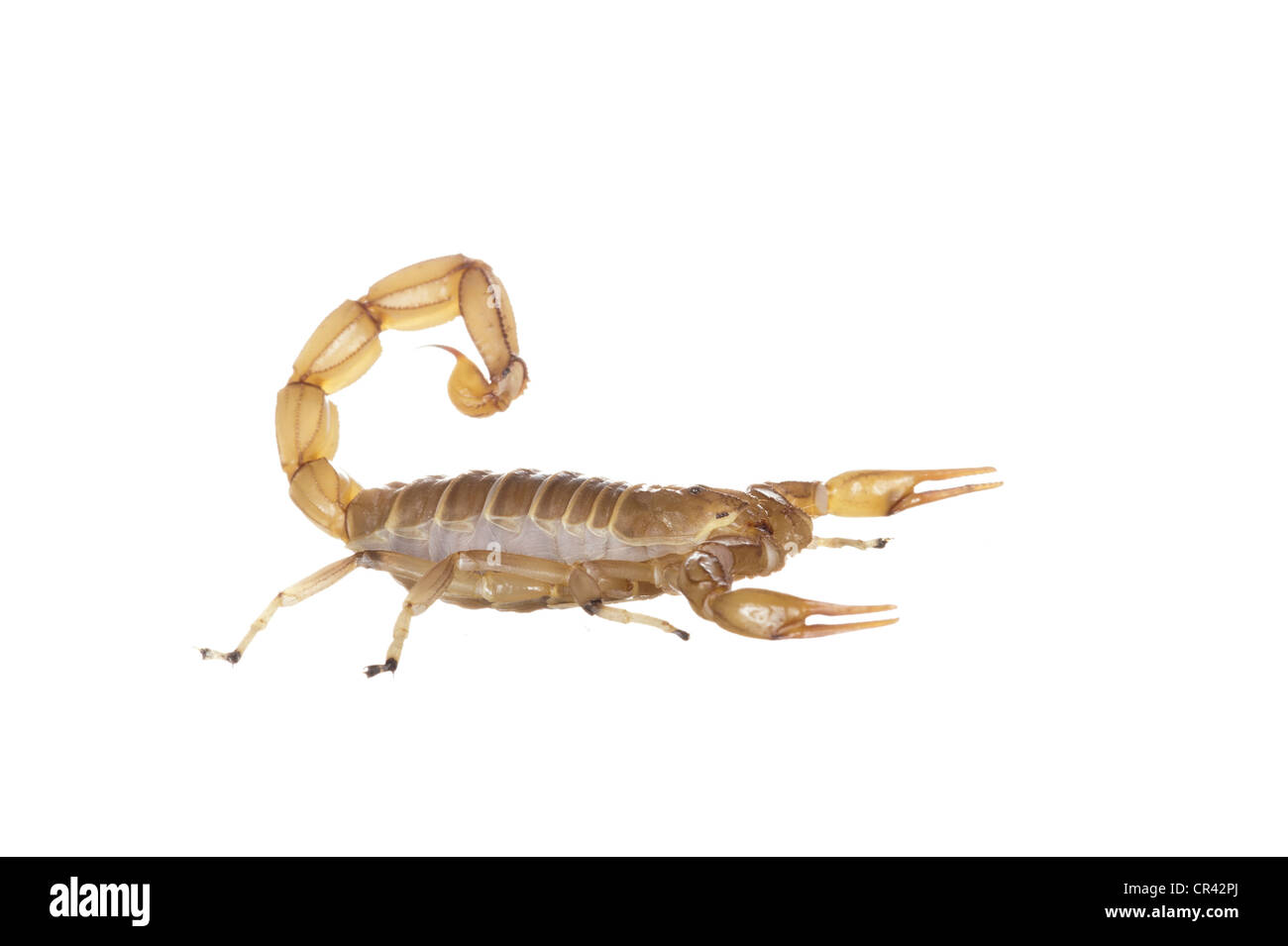 Gemeinsamen gelbe Scorpion (Buthus Occitanus) Stockfoto