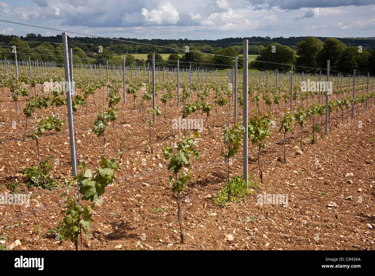 Pinot Meunier Trauben Reben, Hattingley Valley Weinberg, Hampshire, England. Stockfoto