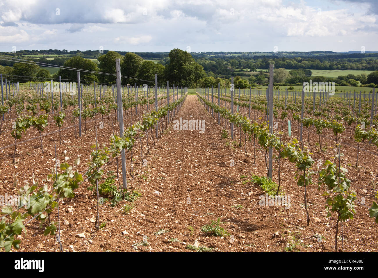 Pinot Meunier Trauben Reben, Hattingley Valley Weinberg, Hampshire, England. Stockfoto