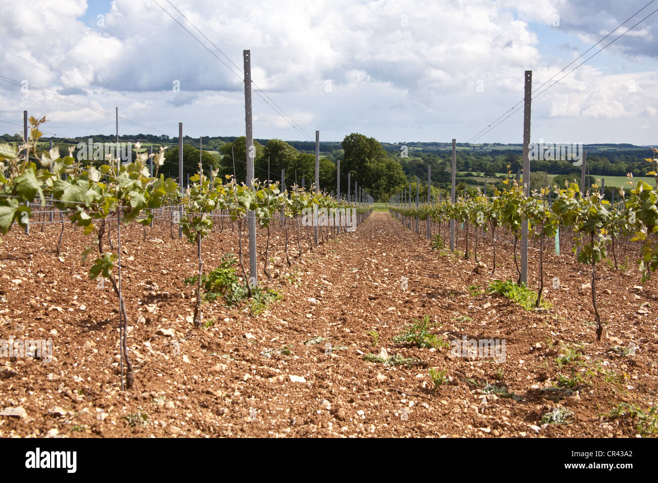 Pinot Meunier Trauben Reben, Hattingley Valley Weinberg, Hampshire, England. Stockfoto