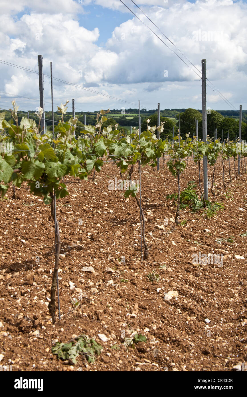 Pinot Meunier Trauben Reben, Hattingley Valley Weinberg, Hampshire, England. Stockfoto