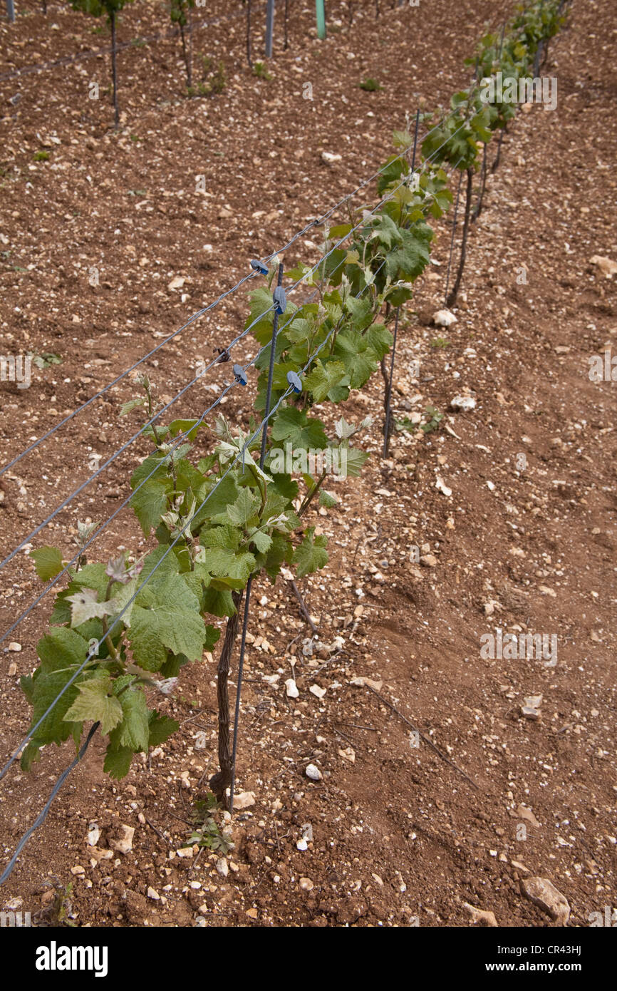 Pinot Meunier Trauben Reben, Hattingley Valley Weinberg, Hampshire, England. Stockfoto