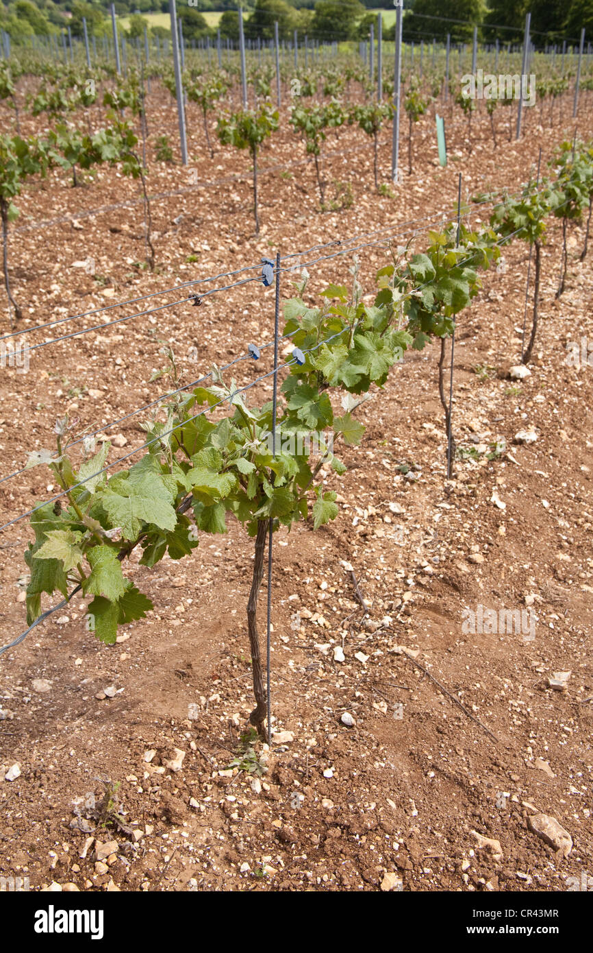 Pinot Meunier Trauben Reben, Hattingley Valley Weinberg, Hampshire, England. Stockfoto