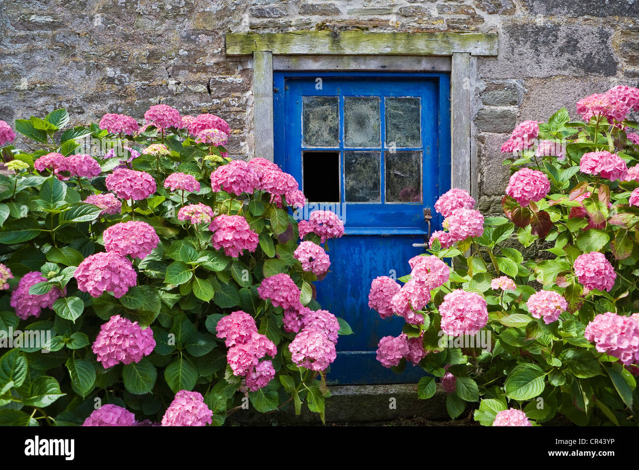 Frankreich, Manche Cotentin, La Hague, Rozel, Hortensien und alte Tür Stockfoto